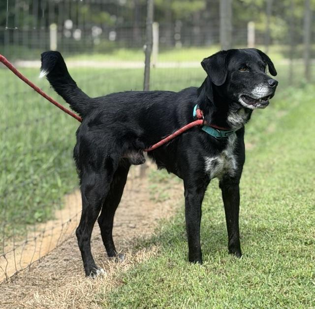 Enlarge Midnight, a Adoptable mixed breed in Paterson, NJ image 3/6