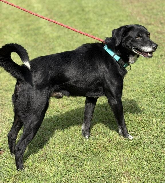 Enlarge Midnight, a Adoptable mixed breed in Paterson, NJ image 5/6