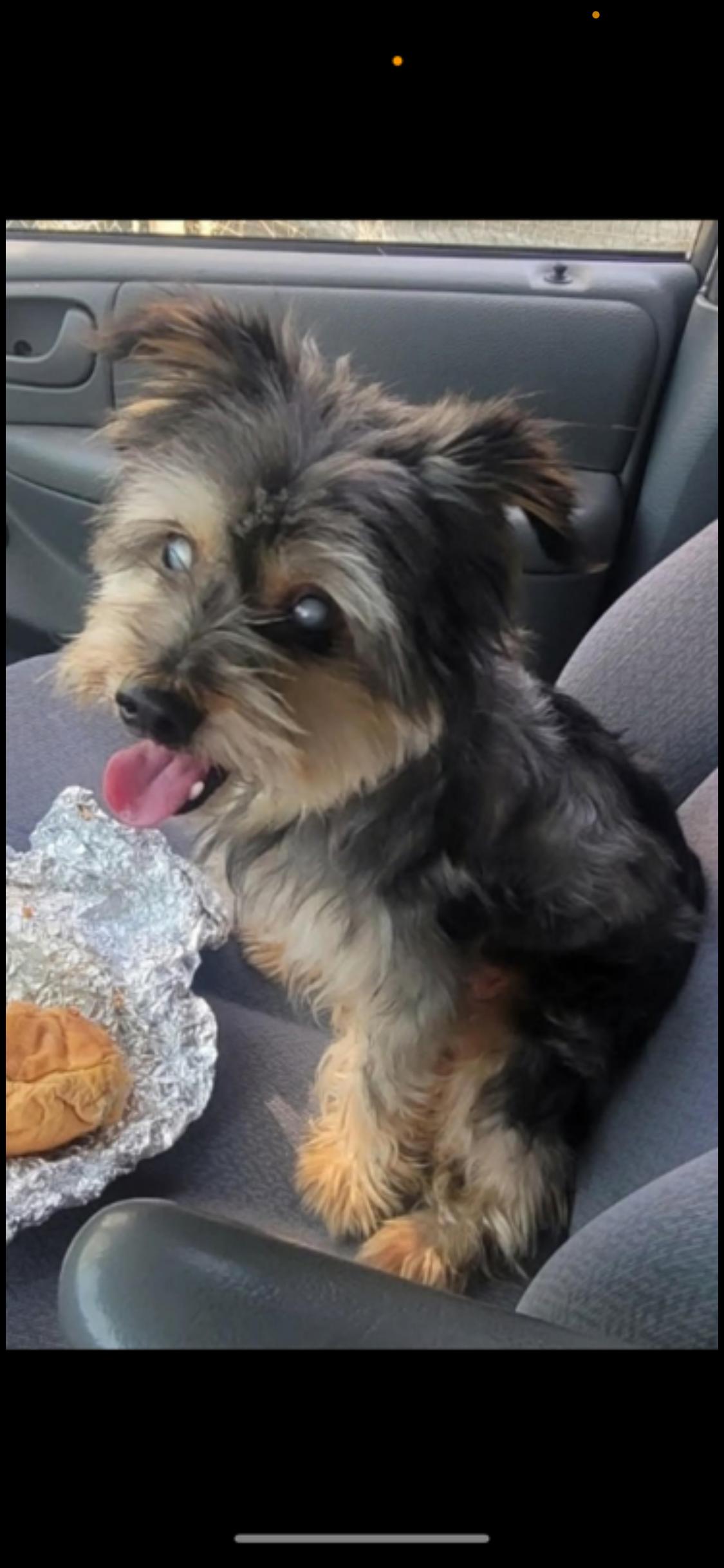 Enlarge Rex, an adopted Yorkshire Terrier in McMinnville, OR image 1/1