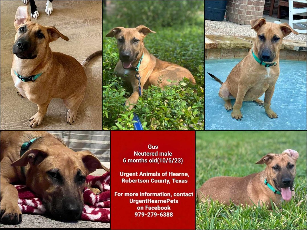 Gus, Adoptable, Puppy Male Mixed Breed.