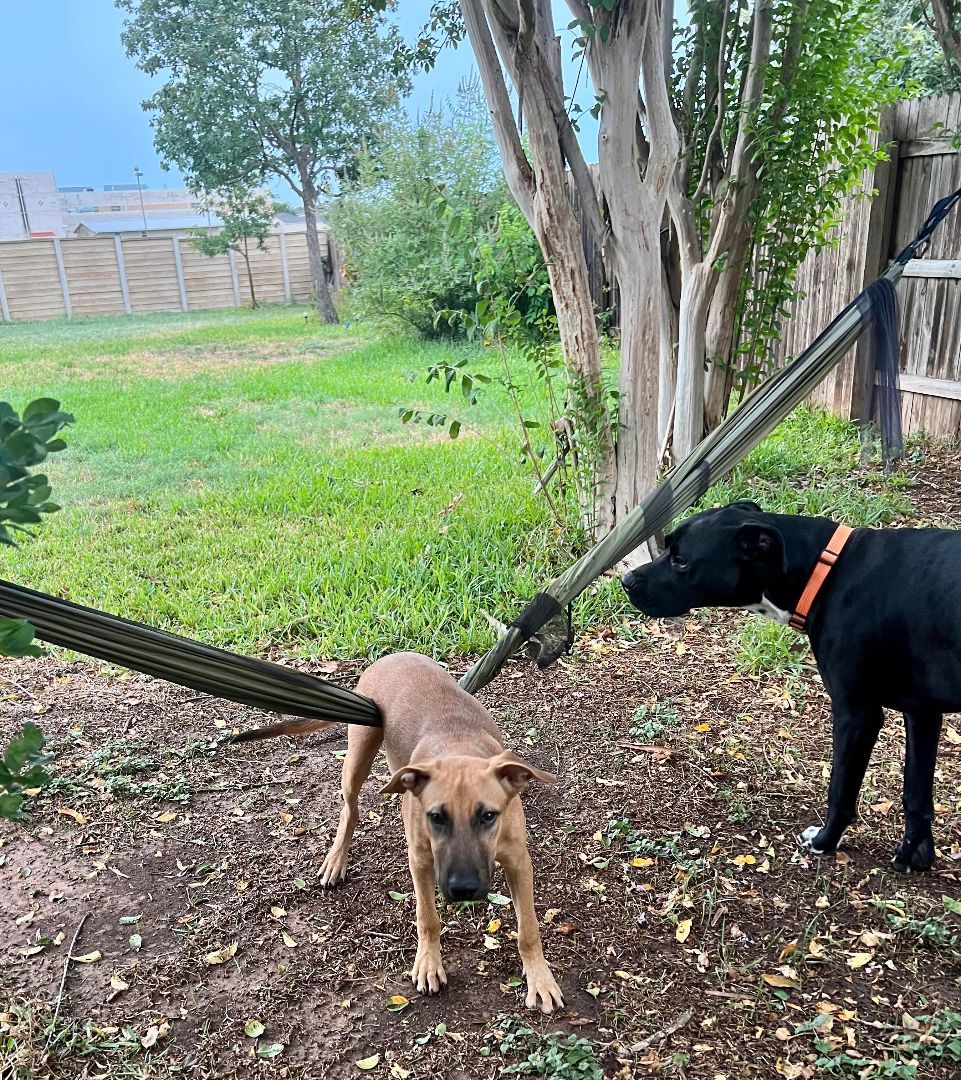 Enlarge Gus, a Adoptable mixed breed in Hearne, TX image 2/3