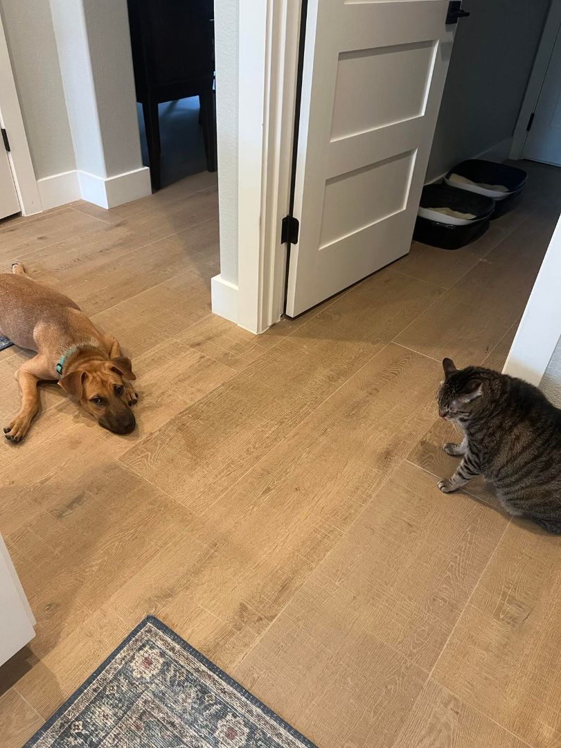 Enlarge Gus, a Adoptable mixed breed in Hearne, TX image 3/3