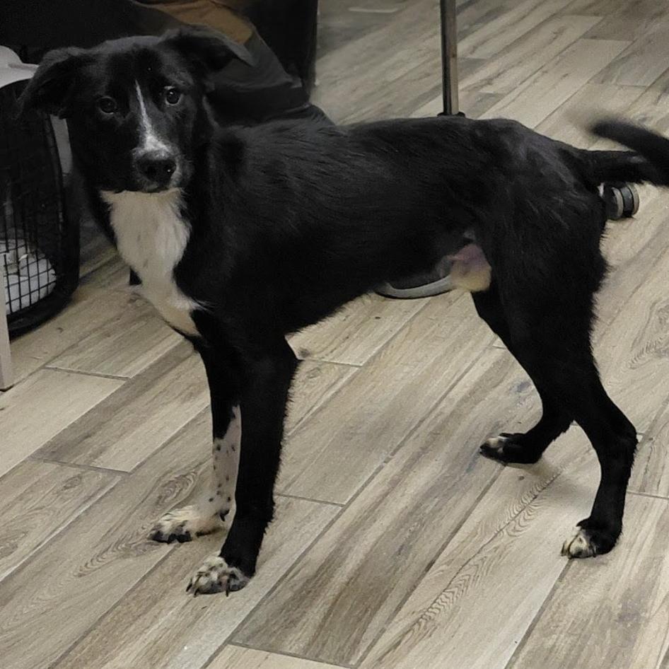 Ford, a Adoptable mixed breed in Henderson, KY image 1/2