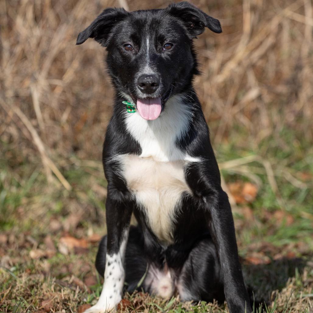 Enlarge Ford, a Adoptable mixed breed in Henderson, KY image 2/3