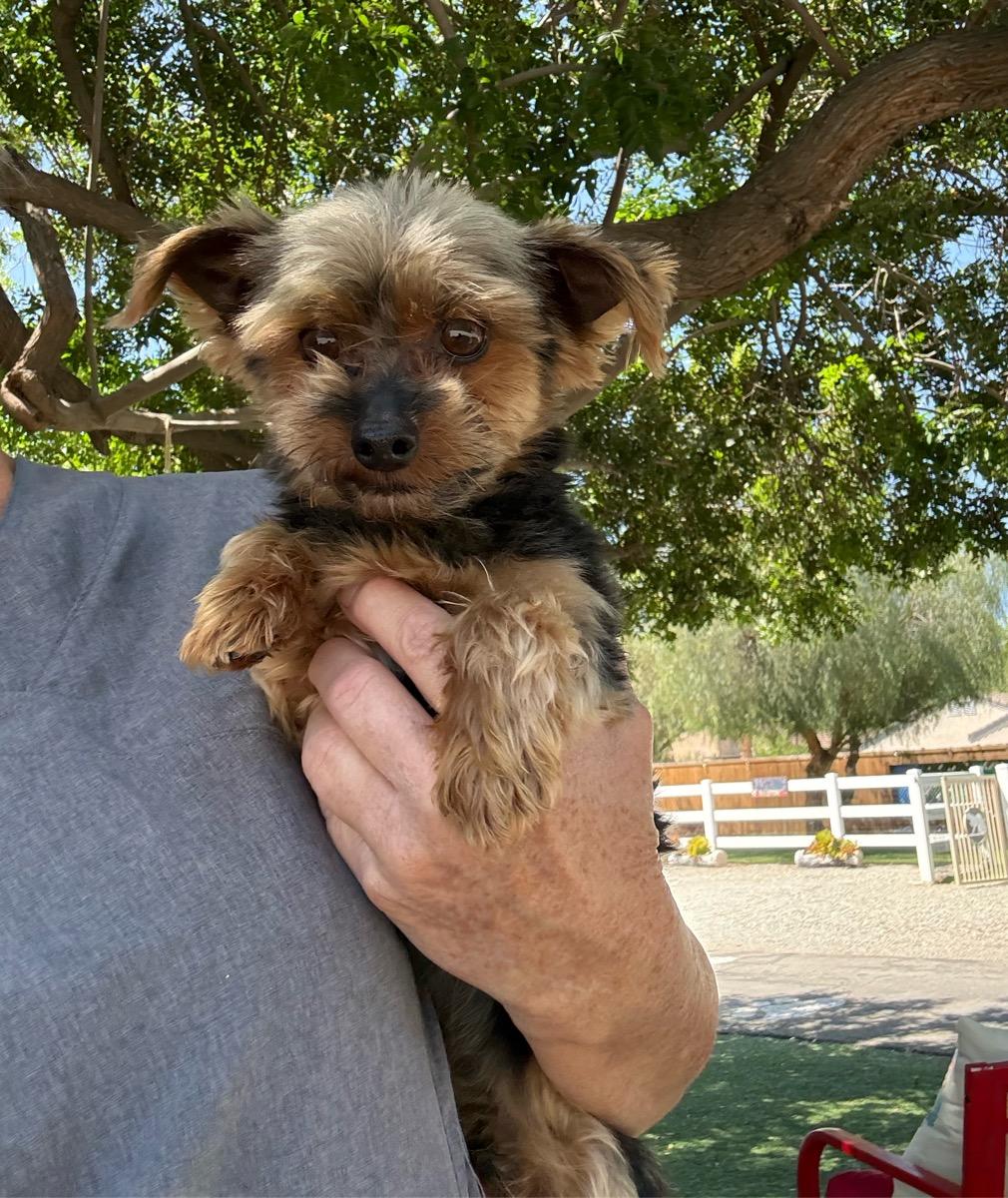 Enlarge Bennett, an adopted Yorkshire Terrier in Temecula, CA image 1/1