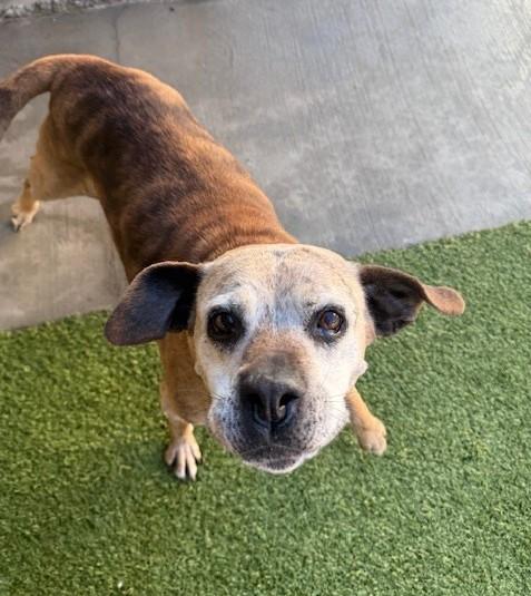 Enlarge Memaw, a ADOPTABLE mixed breed in Fayetteville, AR image 4/6