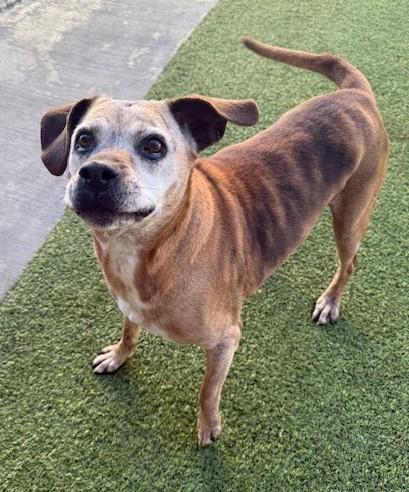 Enlarge Memaw, a ADOPTABLE mixed breed in Fayetteville, AR image 5/6