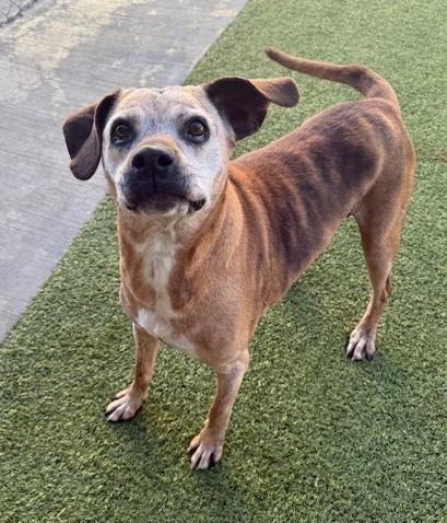 Enlarge Memaw, a ADOPTABLE mixed breed in Fayetteville, AR image 1/6