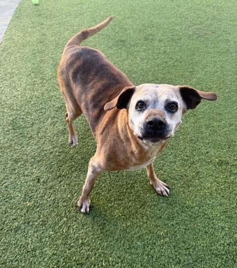 Enlarge Memaw, a ADOPTABLE mixed breed in Fayetteville, AR image 6/6