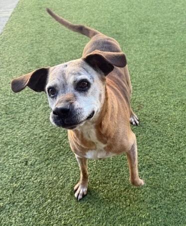 Enlarge Memaw, a ADOPTABLE mixed breed in Fayetteville, AR image 3/6