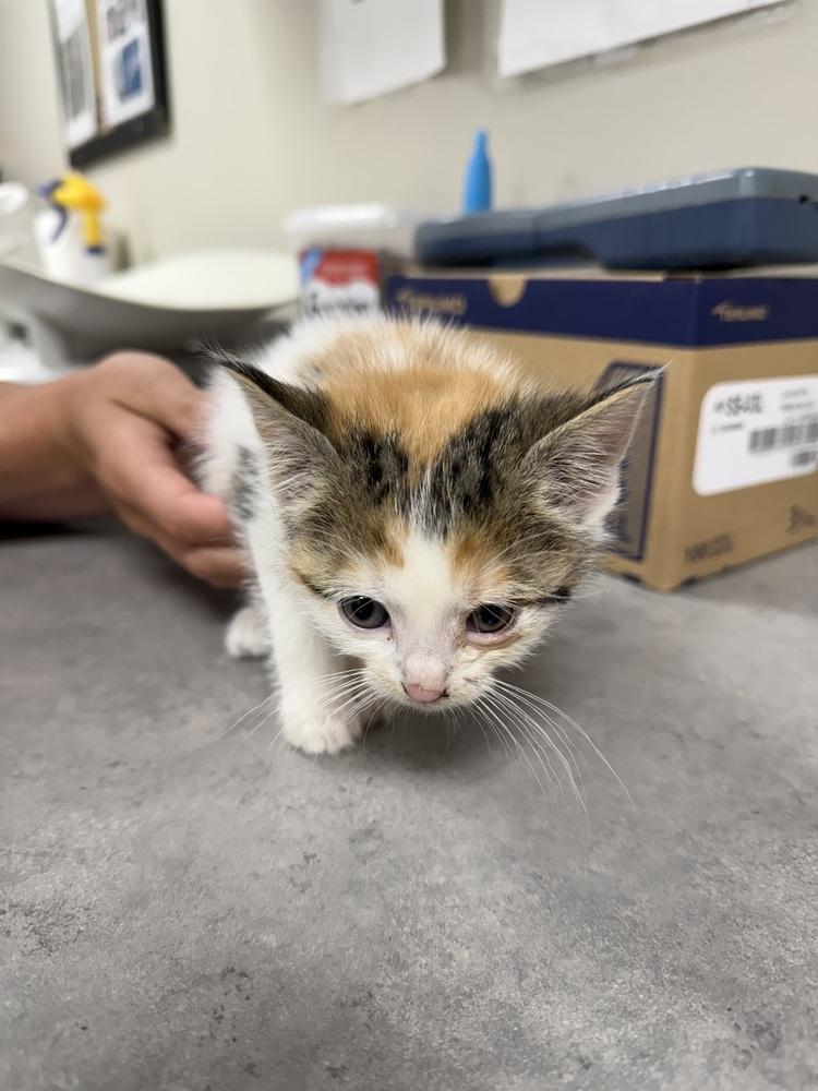 Topaz, Adoptable, Kitten Female Domestic Short Hair.