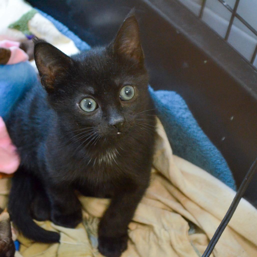Abita Rootbeer, Adoptable, Kitten Male Domestic Short Hair.