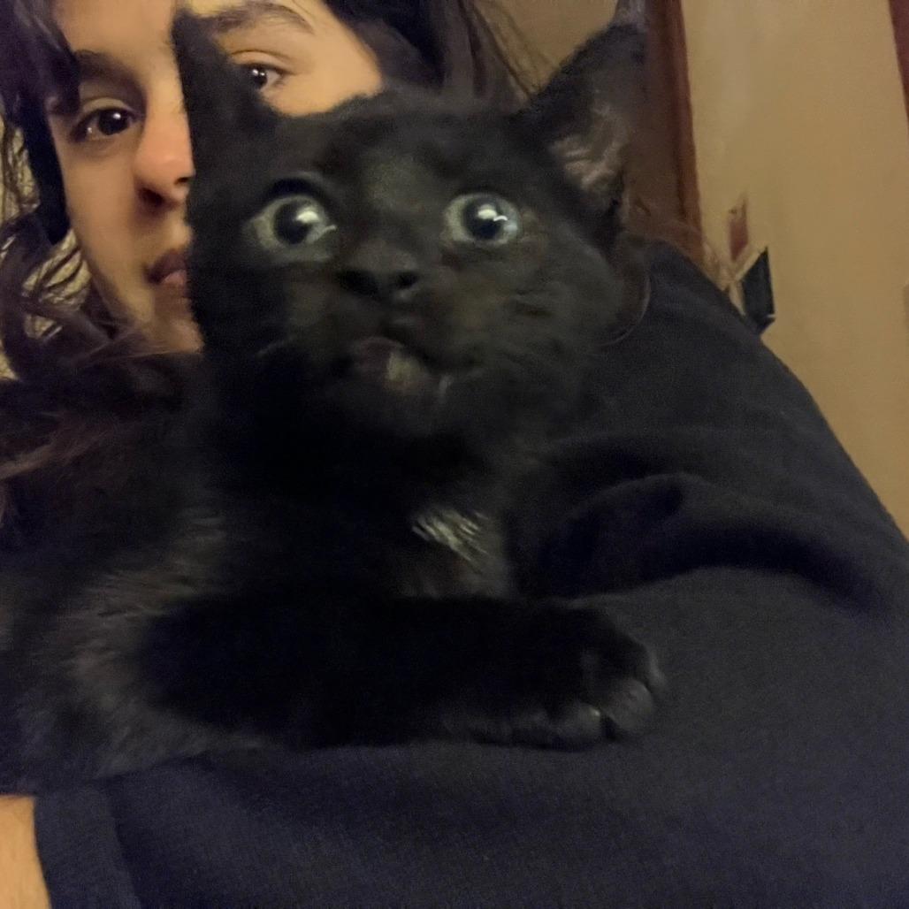 Enlarge Abita Rootbeer, a Adoptable Domestic Short Hair in New York, NY image 2/6