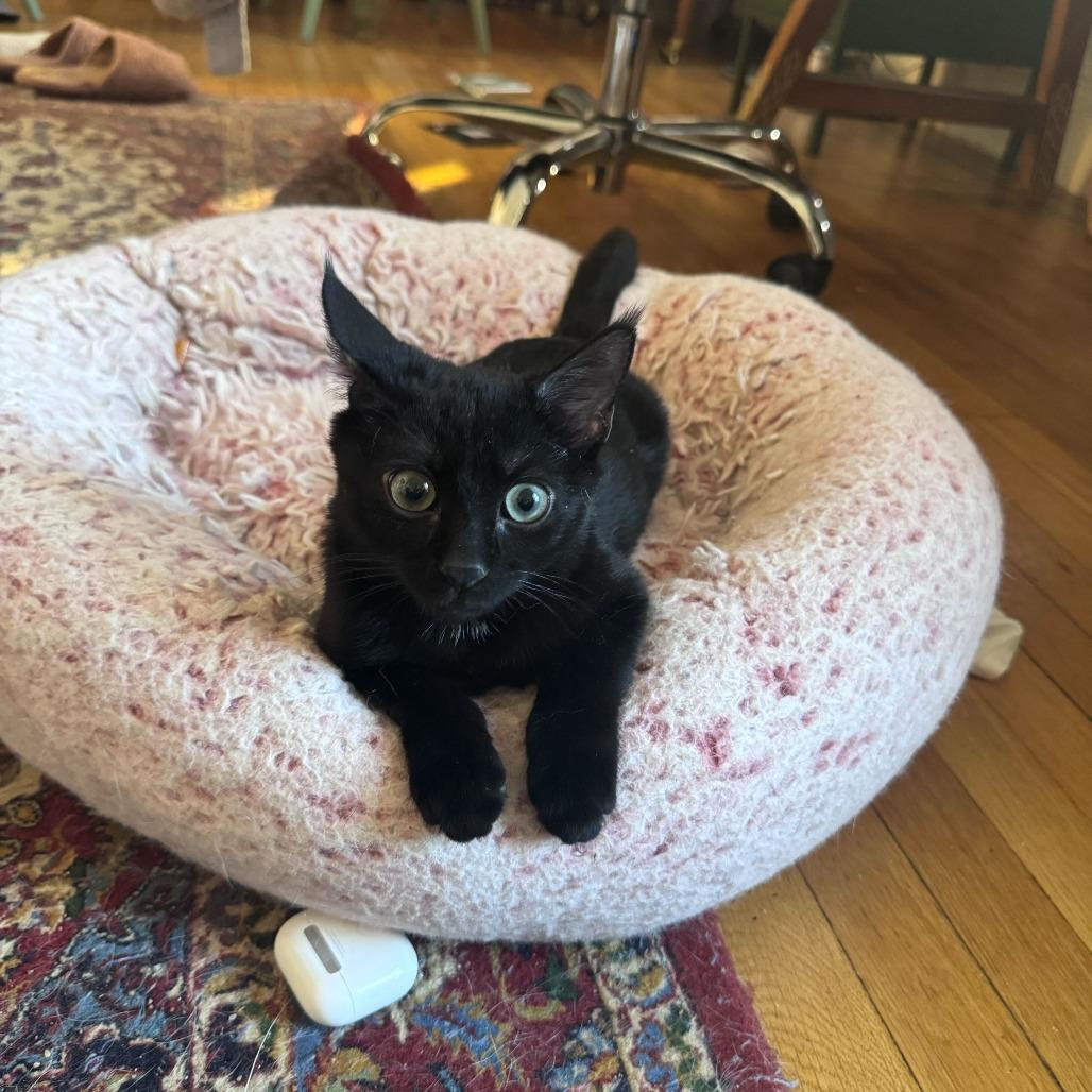 Enlarge Abita Rootbeer, a Adoptable Domestic Short Hair in New York, NY image 2/6