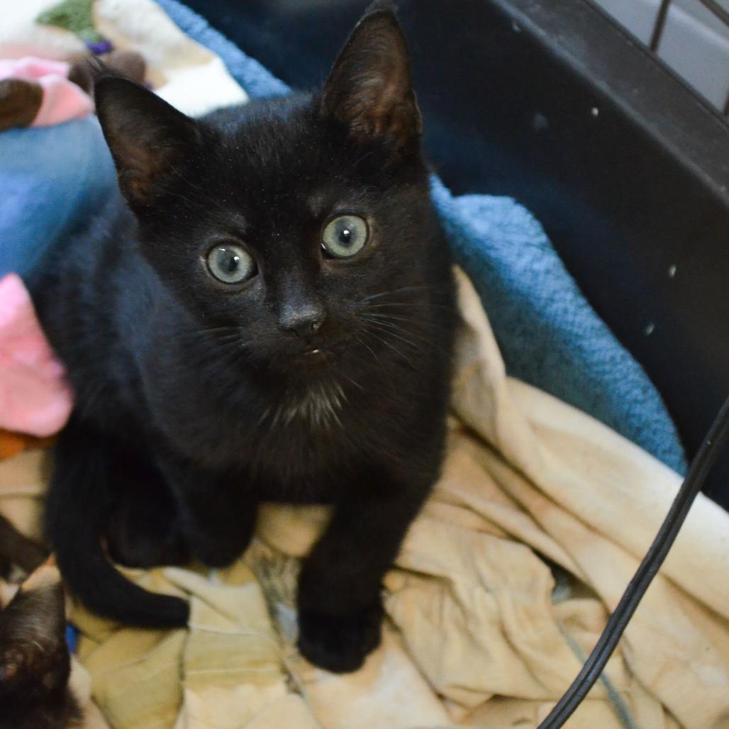 Enlarge Abita Rootbeer, a Adoptable Domestic Short Hair in New York, NY image 3/6