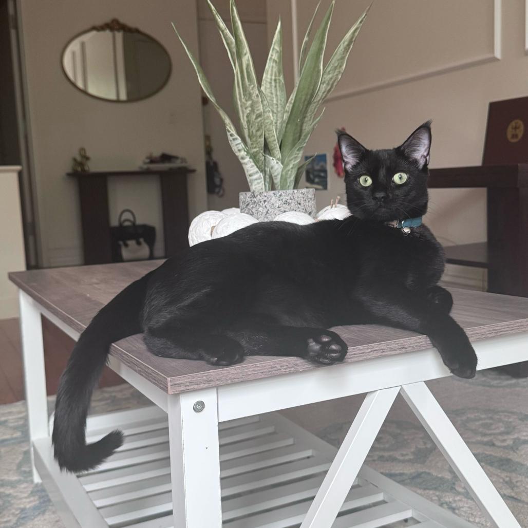Abita Rootbeer, a Adoptable Domestic Short Hair in New York, NY image 3/6