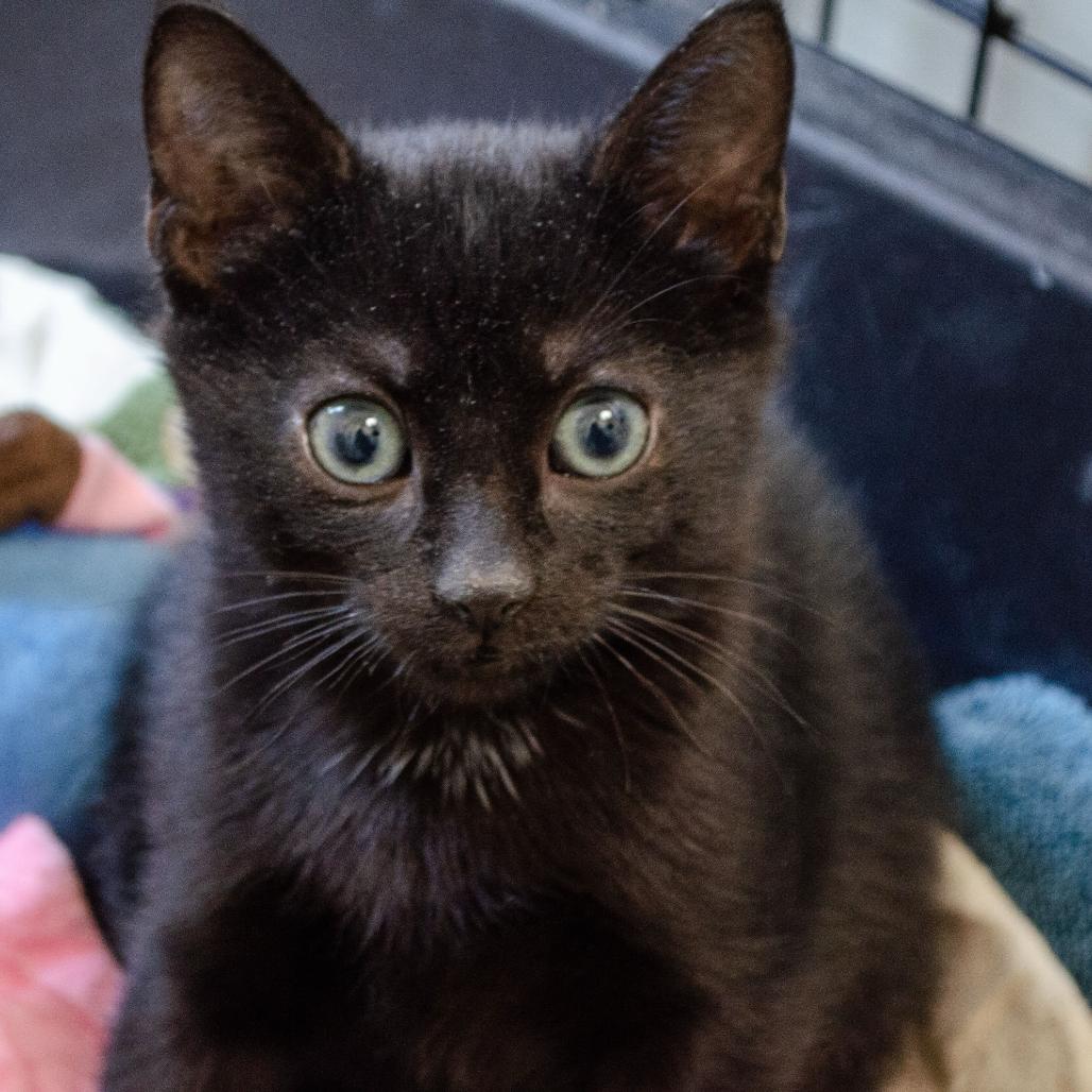 Enlarge Abita Rootbeer, a Adoptable Domestic Short Hair in New York, NY image 4/6