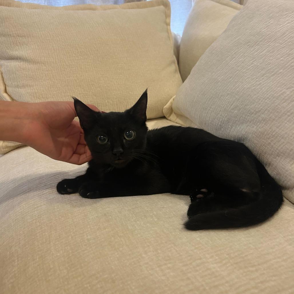 Enlarge Abita Rootbeer, a Adoptable Domestic Short Hair in New York, NY image 4/6