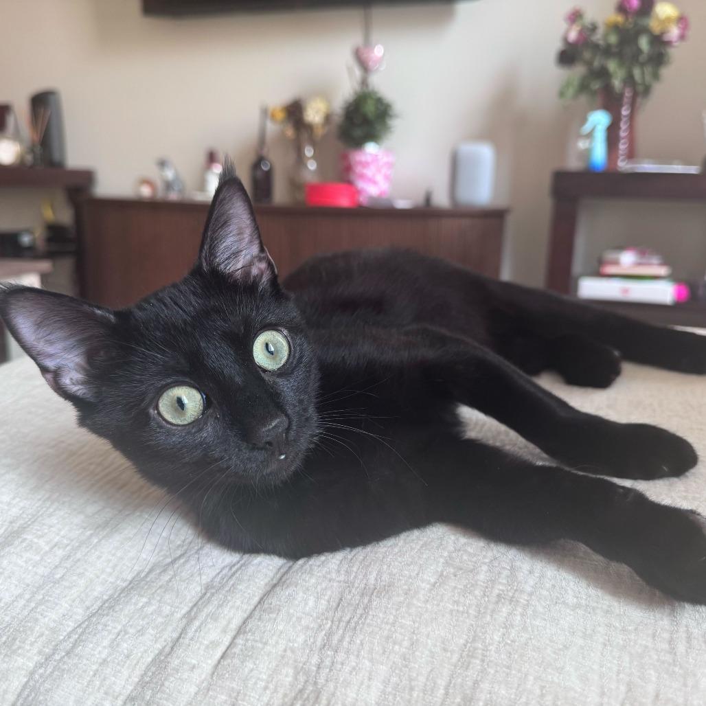 Enlarge Abita Rootbeer, a Adoptable Domestic Short Hair in New York, NY image 5/6