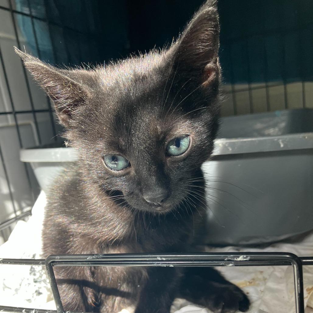 Enlarge Abita Rootbeer, a Adoptable Domestic Short Hair in New York, NY image 5/6