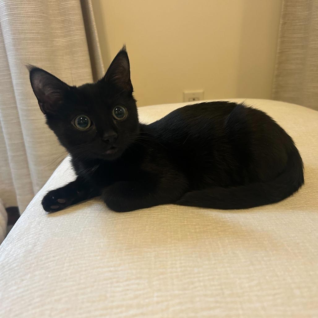 Enlarge Abita Rootbeer, a Adoptable Domestic Short Hair in New York, NY image 6/6