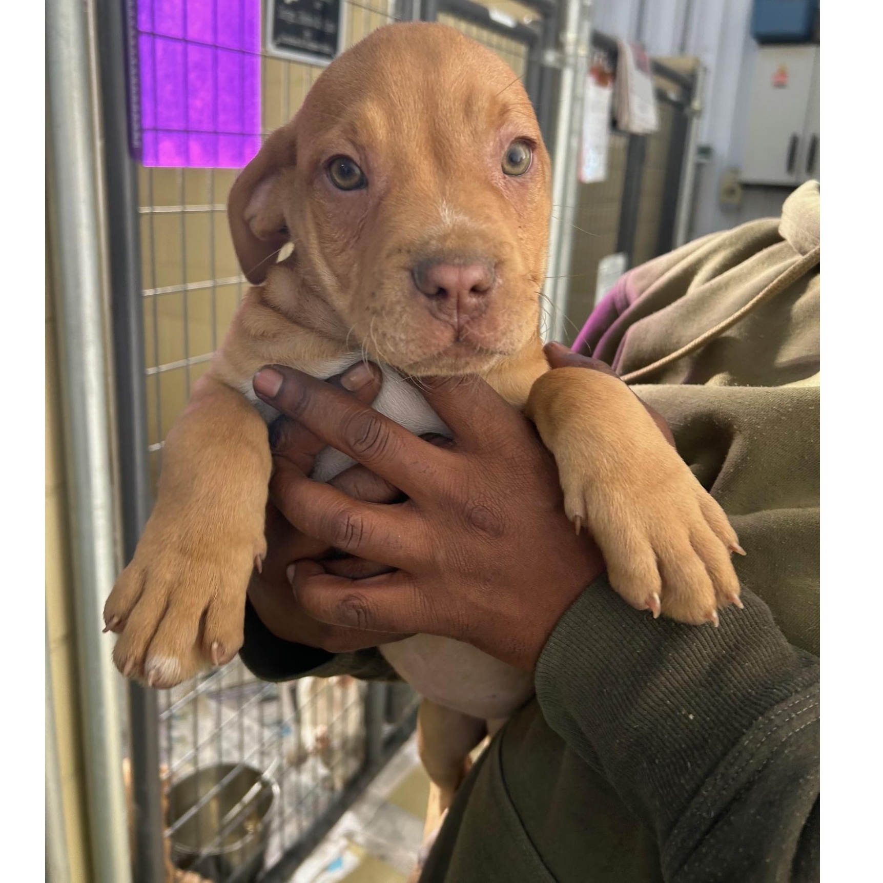 Hayven, adopted, Puppy Female Pit Bull Terrier.