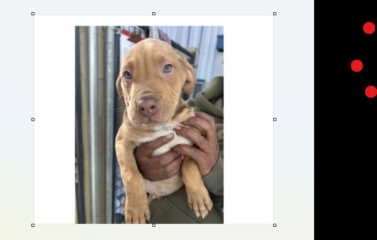 Hayven, an adopted mixed breed in Clarksville, VA image 2/4