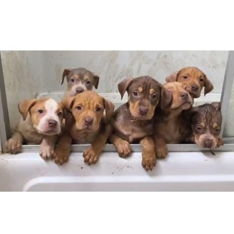 Hayven, an adopted mixed breed in Clarksville, VA image 3/4