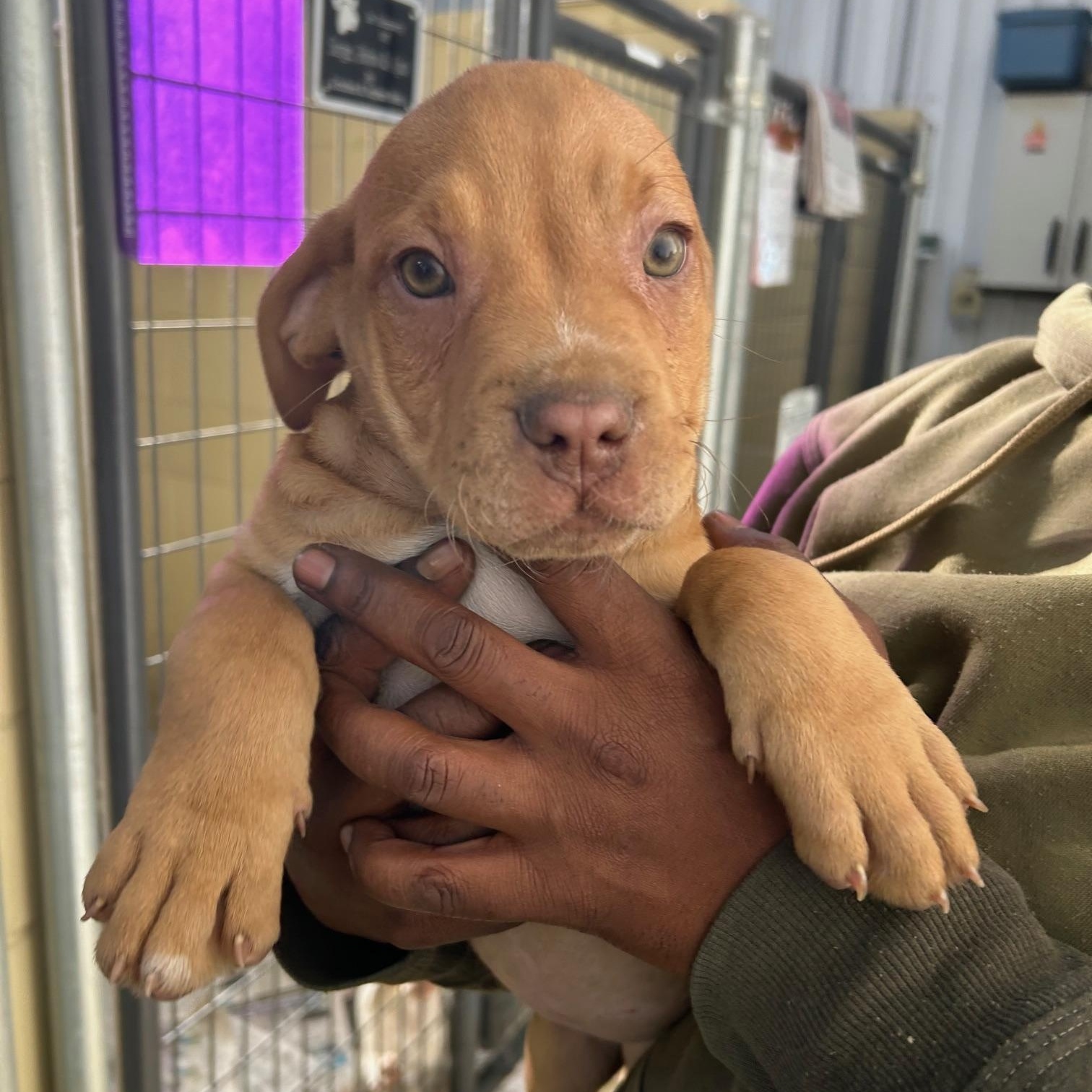 Hayven, an adopted mixed breed in Clarksville, VA image 4/4
