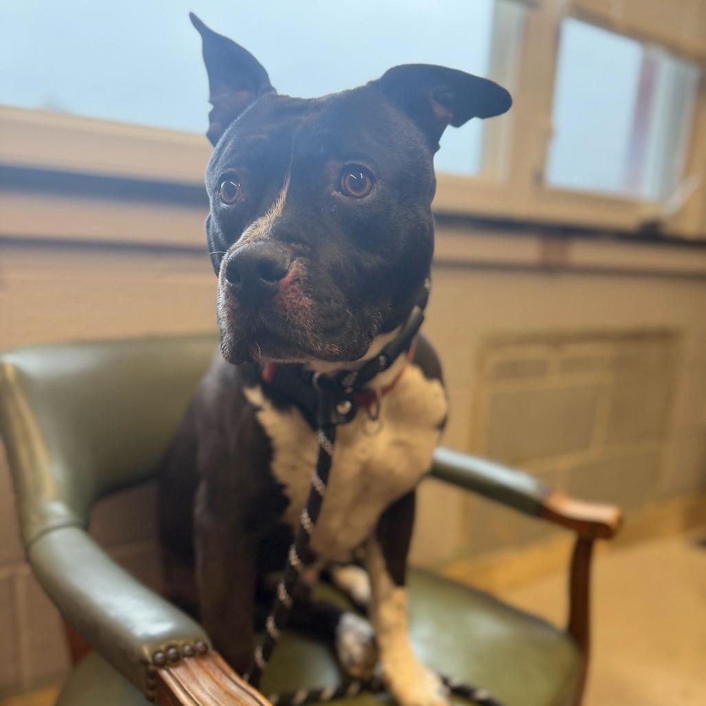 JAX, Adoptable, Senior Male Pit Bull Terrier.