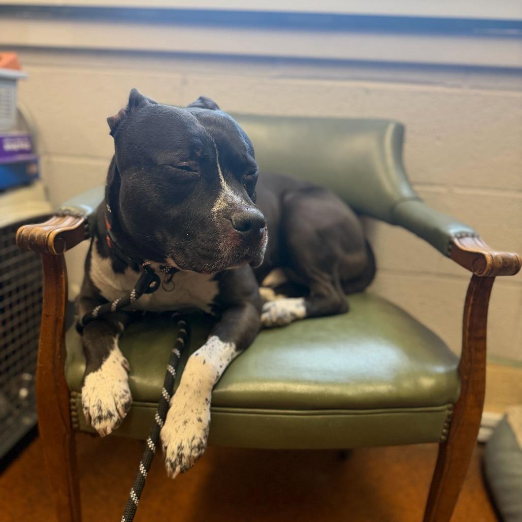 Enlarge JAX, a Adoptable Pit Bull Terrier in Conshohocken, PA image 2/6