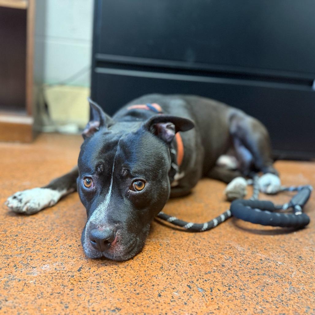 Enlarge JAX, a Adoptable Pit Bull Terrier in Perkiomenville, PA image 2/6