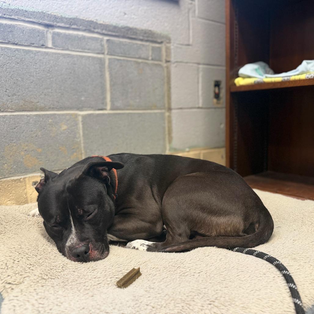 Enlarge JAX, a Adoptable Pit Bull Terrier in Perkiomenville, PA image 3/6