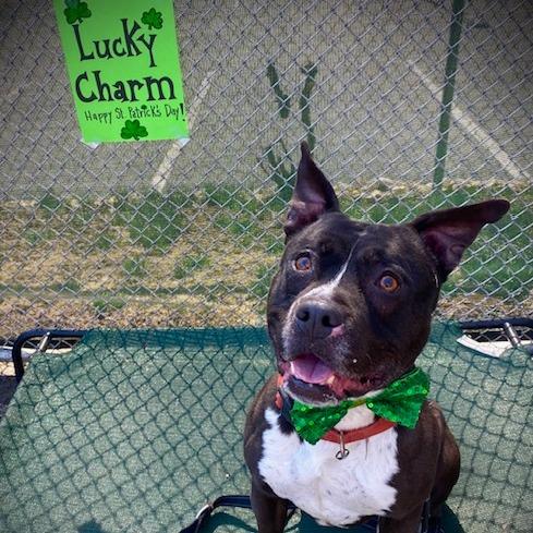 Enlarge JAX, a Adoptable Pit Bull Terrier in Conshohocken, PA image 2/6