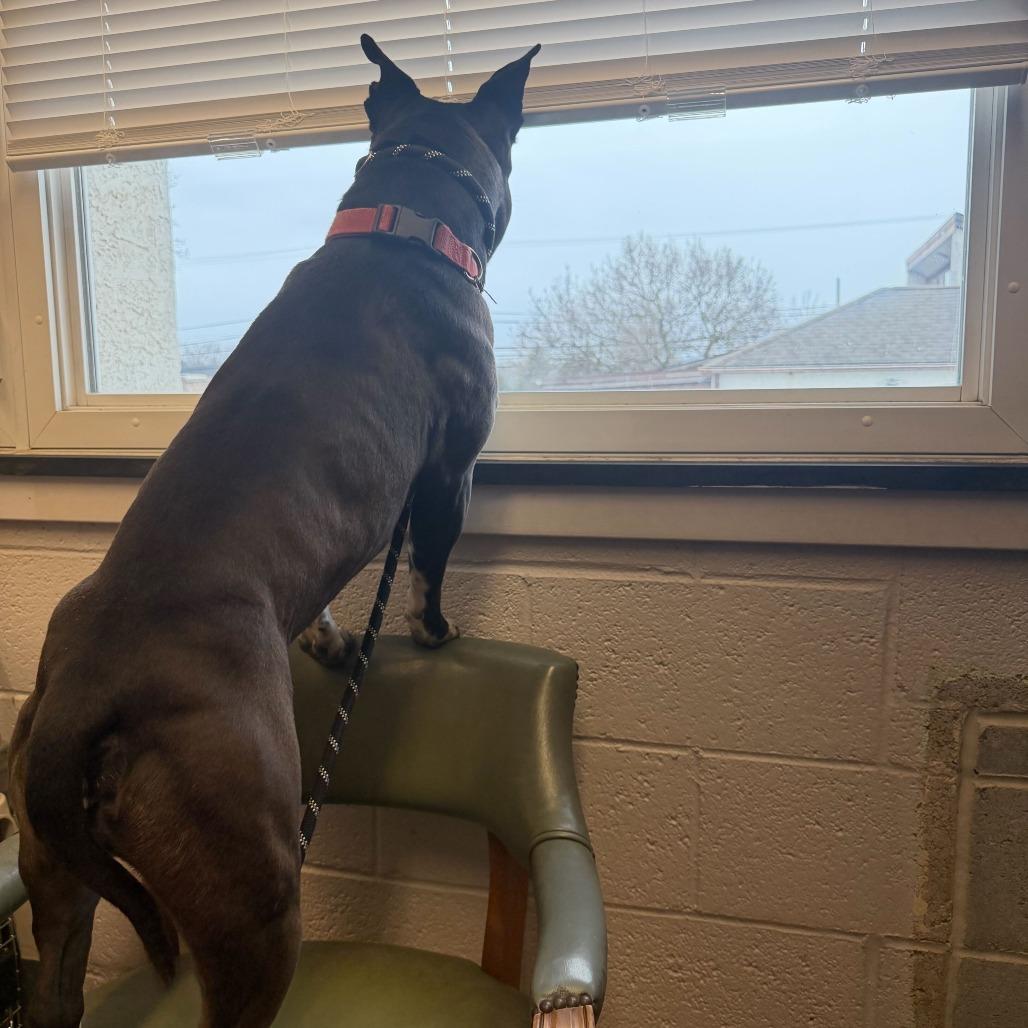 Enlarge JAX, a Adoptable Pit Bull Terrier in Perkiomenville, PA image 5/6