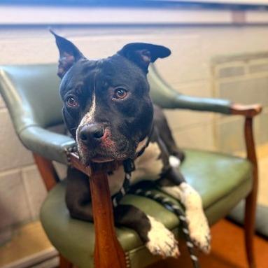 Enlarge JAX, a Adoptable Pit Bull Terrier in Perkiomenville, PA image 6/6