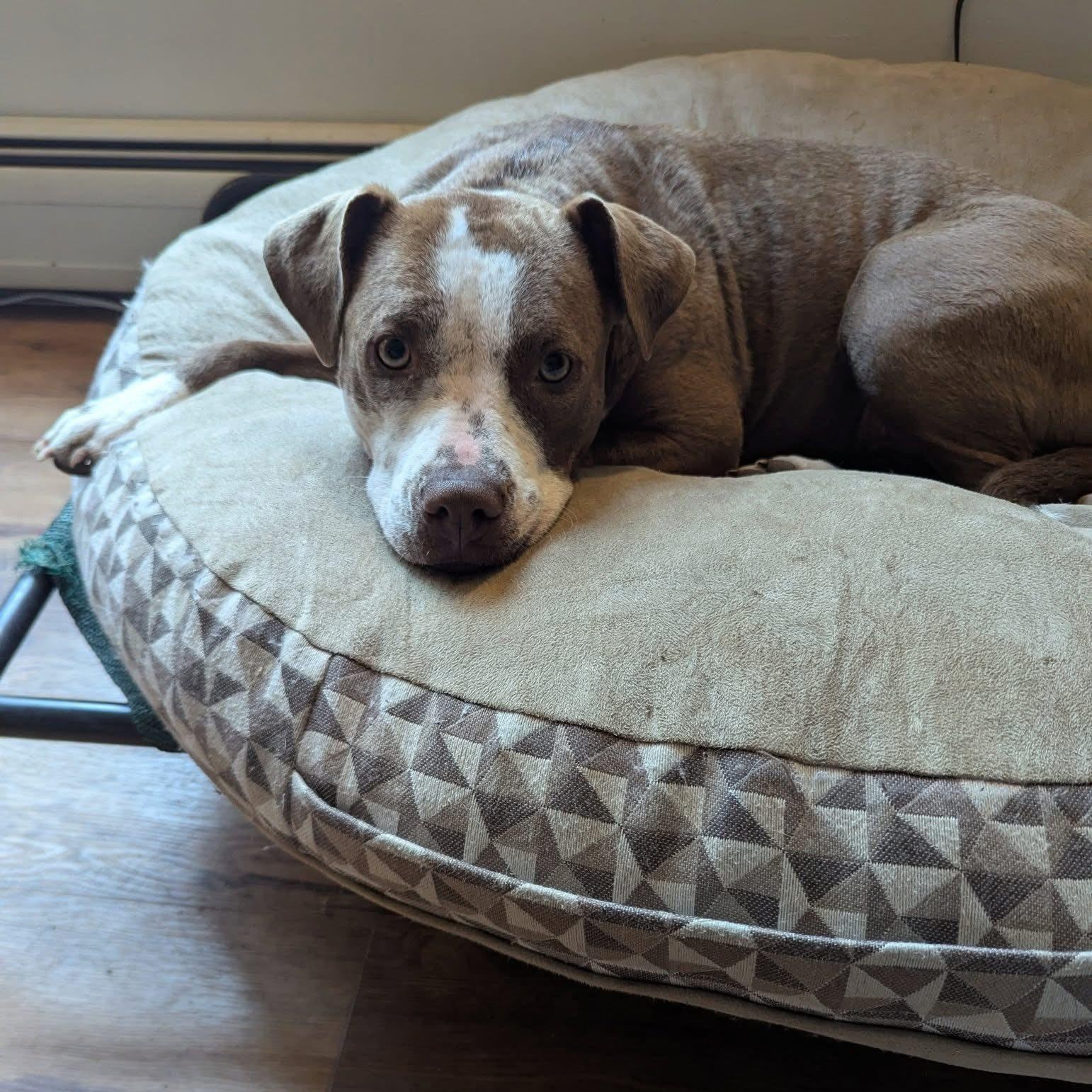 Aurora, an adoptable Terrier in Penfield, NY, 14526 | Photo Image 1