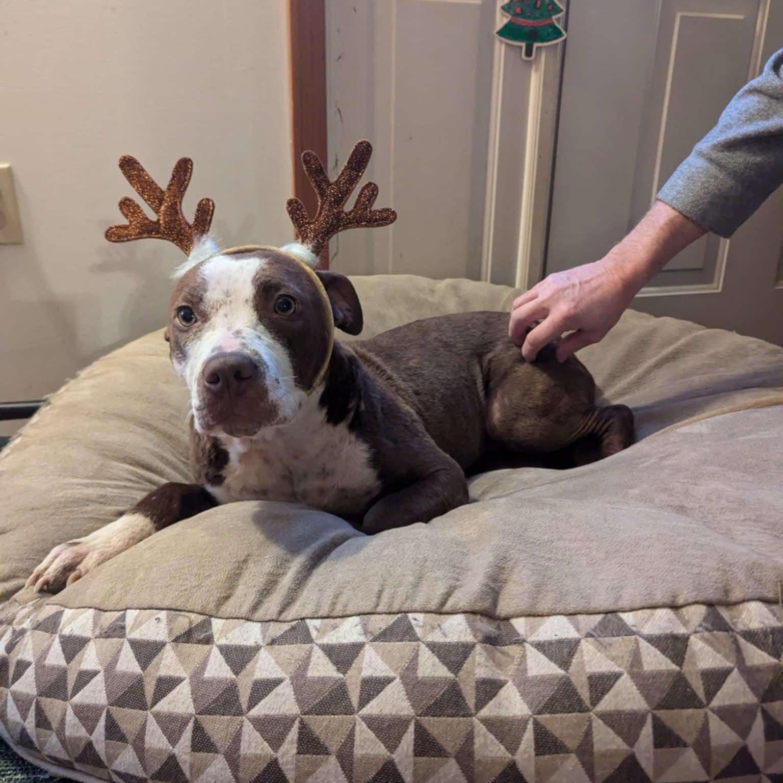 Aurora, an adoptable Terrier in Penfield, NY, 14526 | Photo Image 3