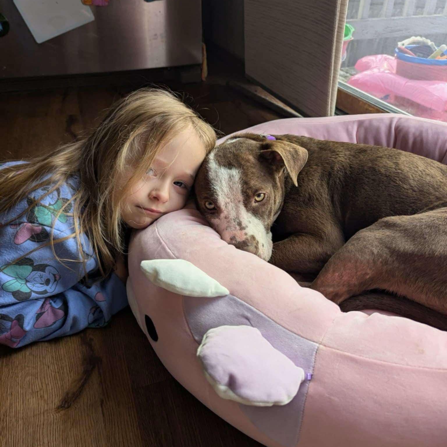 Aurora, an adoptable Terrier in Penfield, NY, 14526 | Photo Image 4