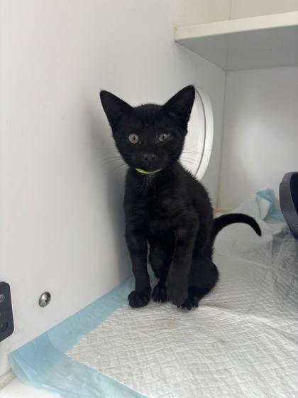Fez, Adoptable, Kitten Male Domestic Short Hair & Domestic Short Hair.