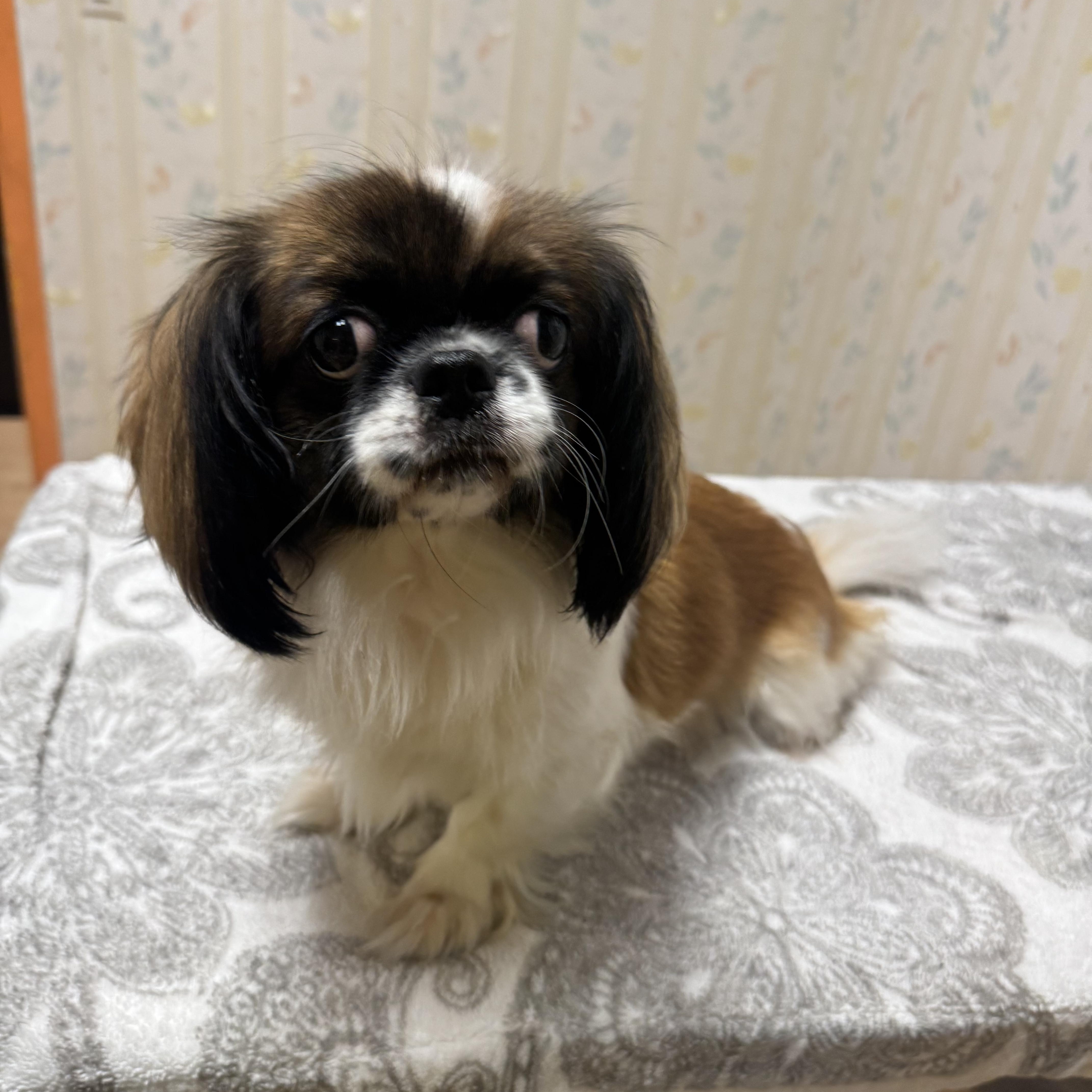 Tiki, ADOPTABLE, Young Female Pekingese & Shih Tzu.
