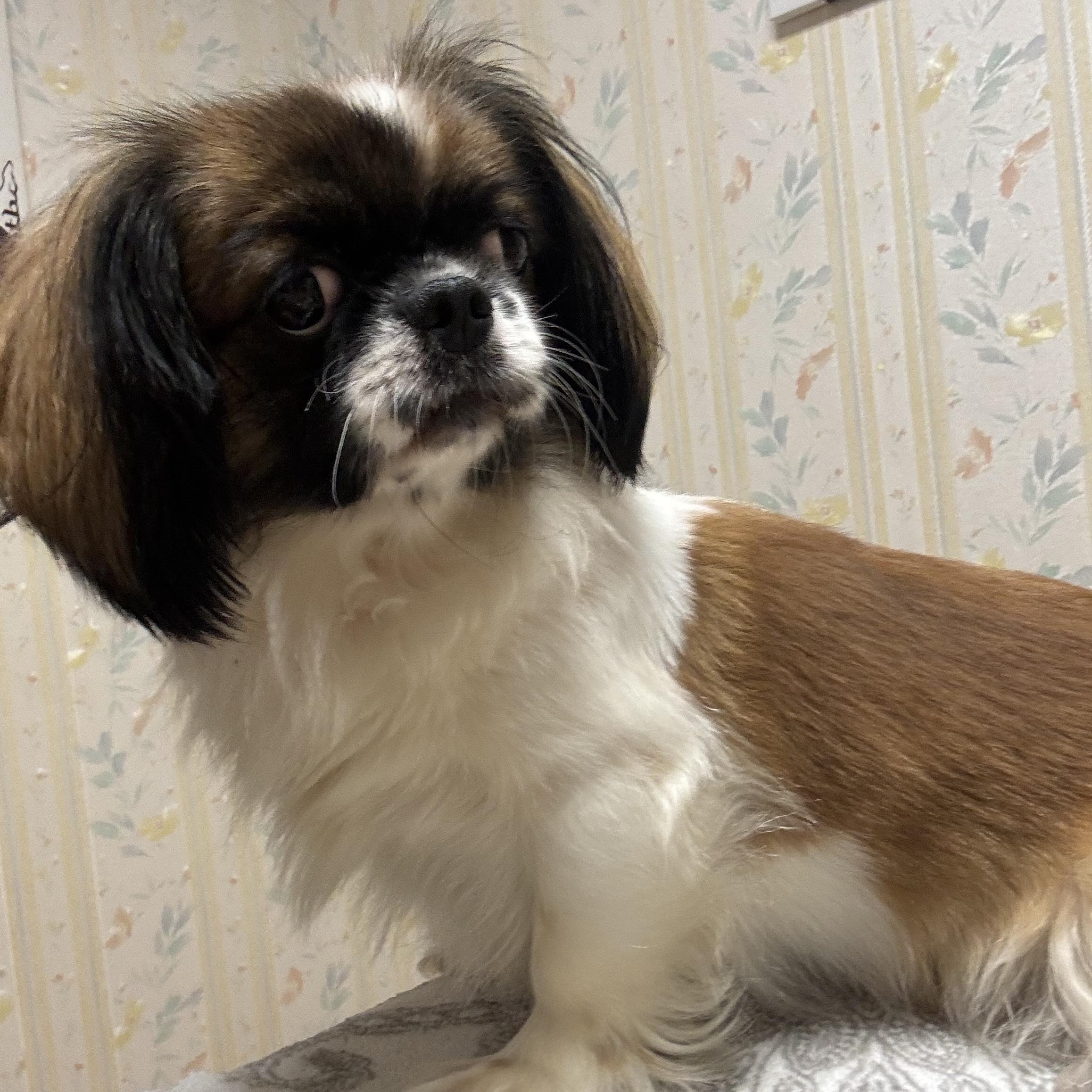 Enlarge Tiki, a ADOPTABLE mixed breed in San Jose, CA image 2/3