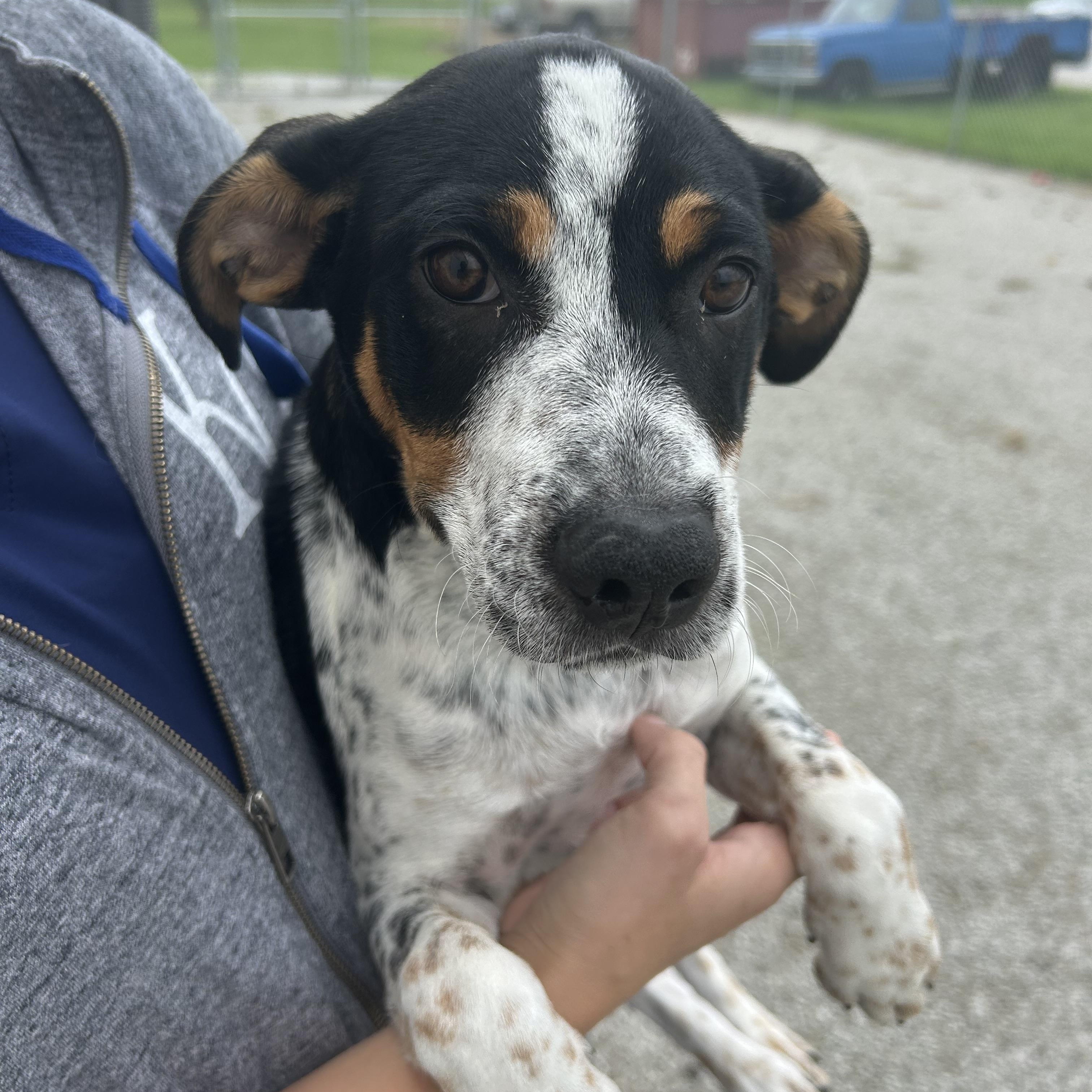 Ernie, Adoptable, Puppy Male Hound & Australian Cattle Dog / Blue Heeler.