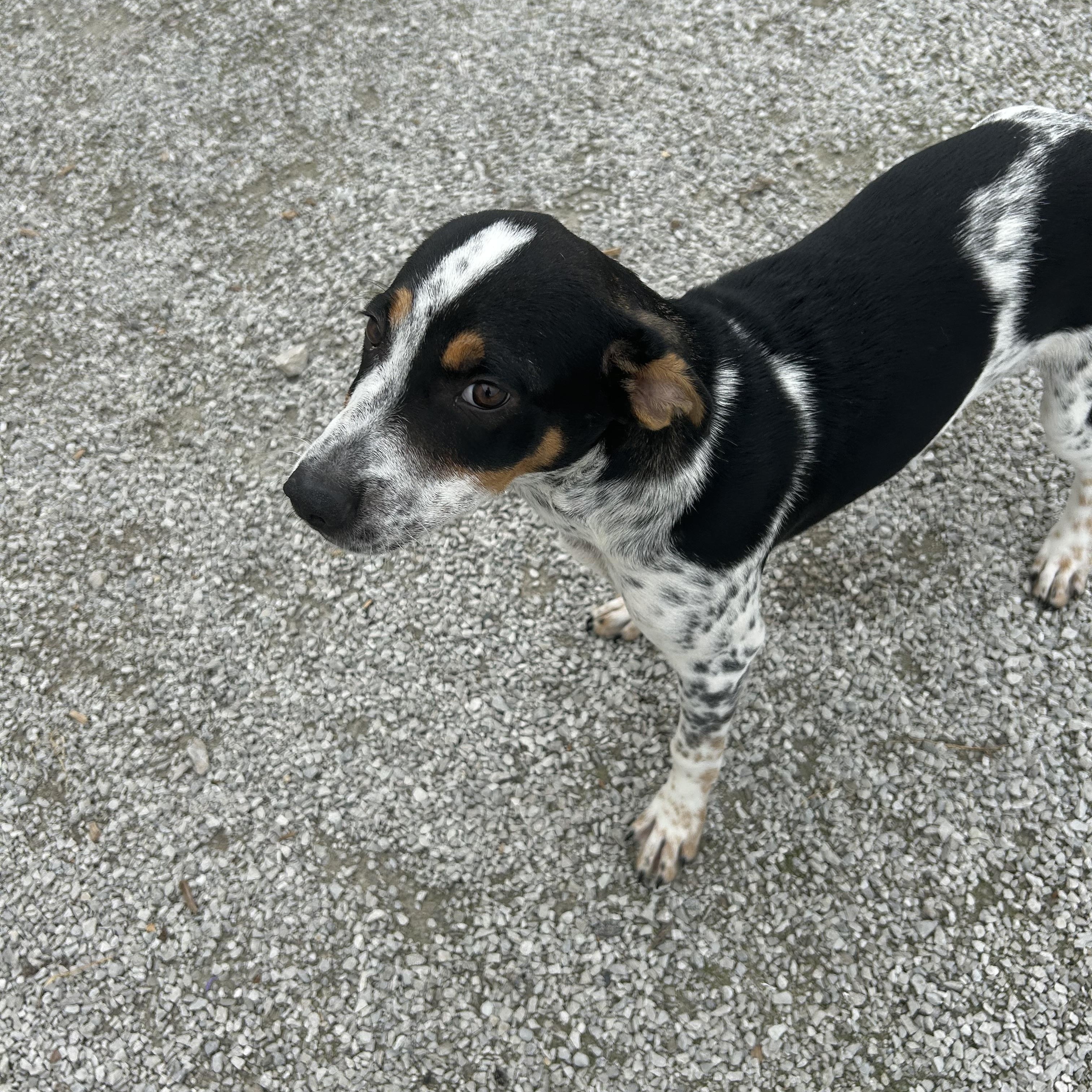 Enlarge Ernie, a Adoptable mixed breed in Trenton, MO image 2/2