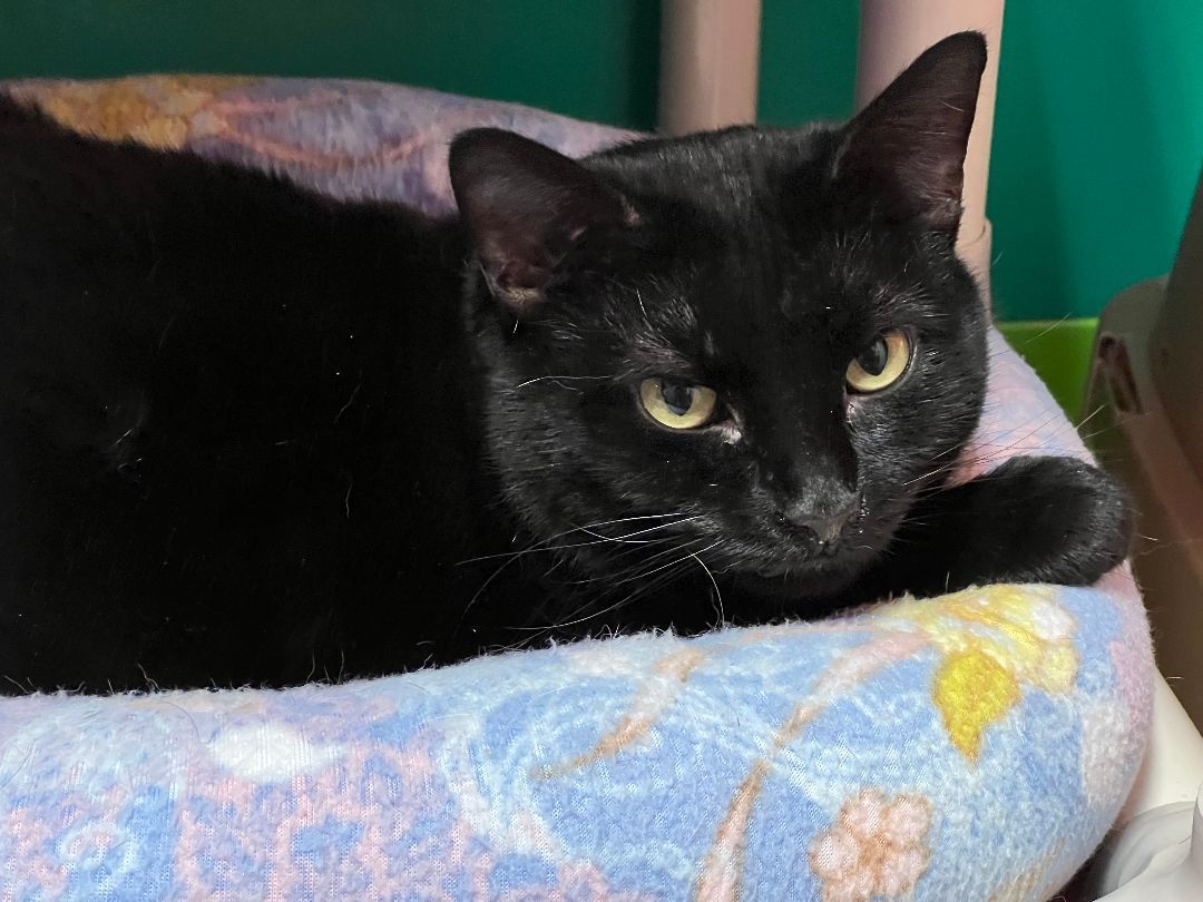 Enlarge Abigail, a Adoptable Domestic Short Hair in Topeka, KS image 1/2