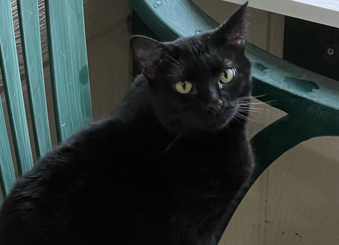 Enlarge Abigail, a Adoptable Domestic Short Hair in Topeka, KS image 2/2