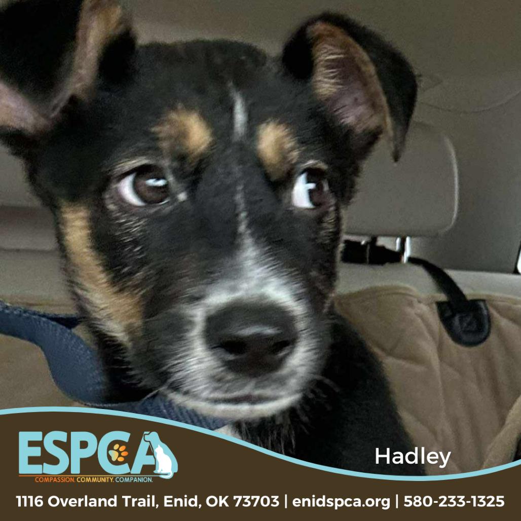 Enlarge Hadley, a Adoptable mixed breed in Enid, OK image 1/4