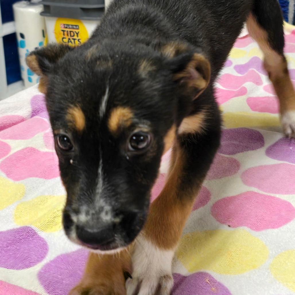 Hadley, a Adoptable mixed breed in Enid, OK image 3/4