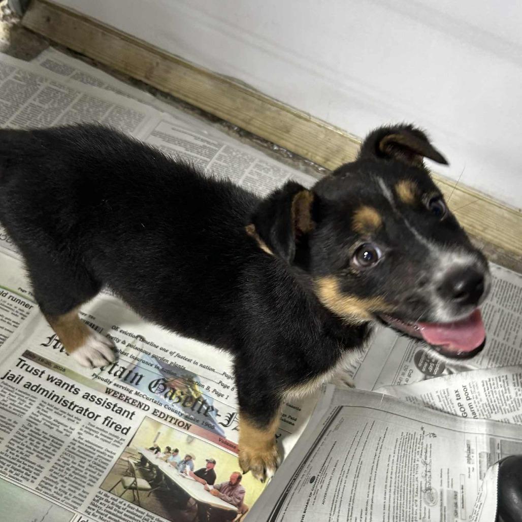 Enlarge Hadley, a Adoptable mixed breed in Enid, OK image 3/4