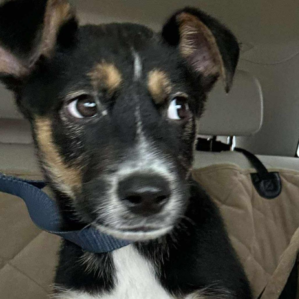 Enlarge Hadley, a Adoptable mixed breed in Enid, OK image 4/4